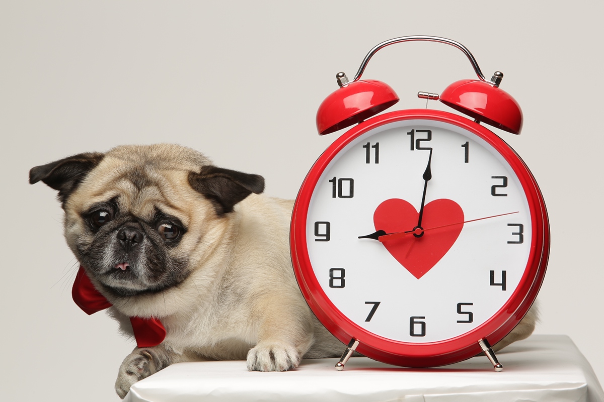 犬は時間を理解しているの? 犬に時間の長さってわかるの?