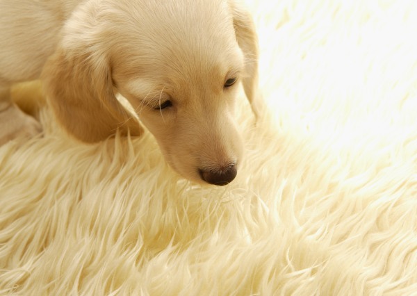 犬用グルコサミンのご購入を検討されている方へ