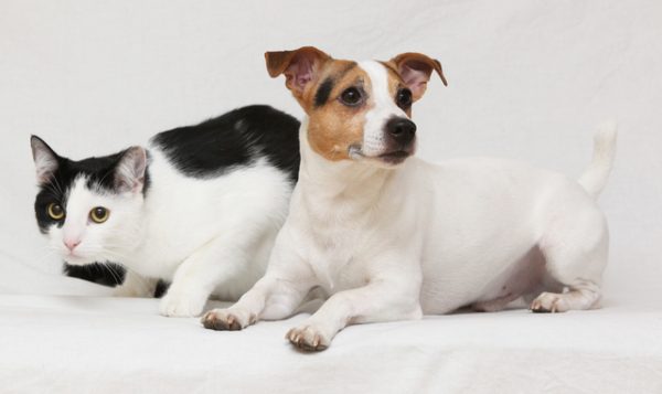 犬サプリ・猫サプリをお探しの方へ