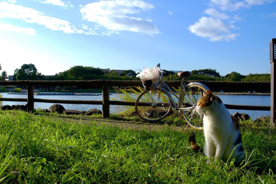 冬の食事は飼育環境でコントロールが必要