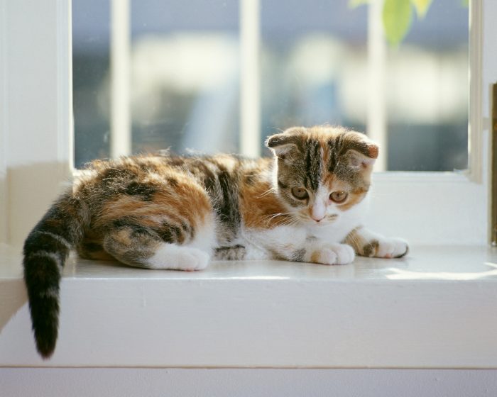 犬サプリ・猫サプリをお探しの方へ