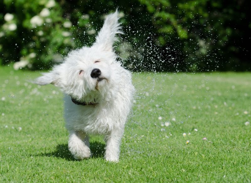 ミネラルウォーターは危険！愛犬と愛猫にやさしい水の種類とは？