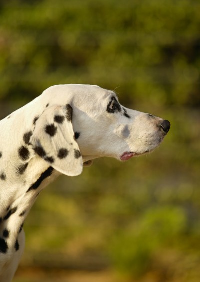 犬サプリ・猫サプリをお探しの方へ