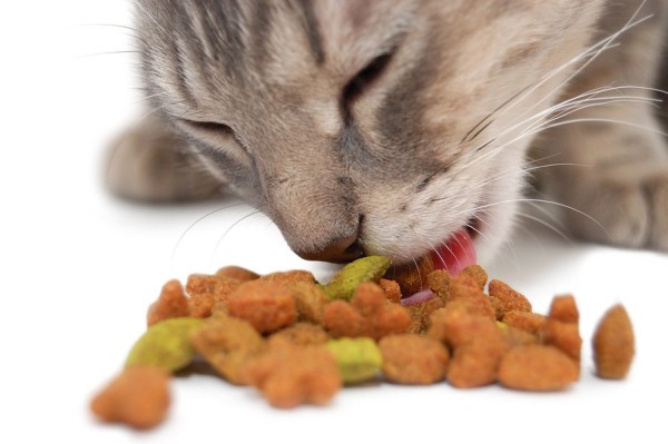 犬サプリ・猫サプリをお探しの方へ