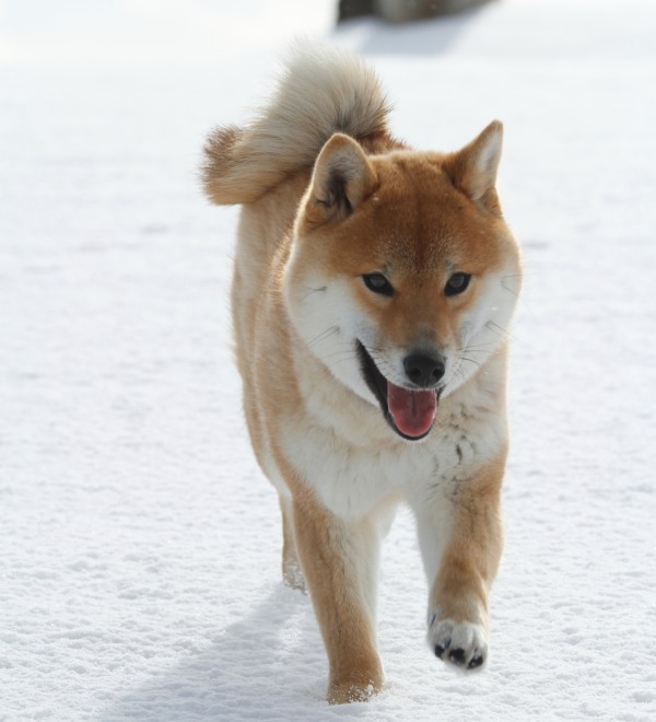 冬の食事は飼育環境でコントロールが必要