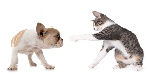 犬サプリ・猫サプリをお探しの方へ