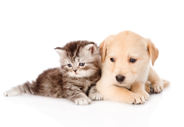 冬の食事は飼育環境でコントロールが必要