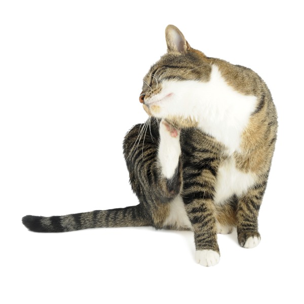 犬サプリ・猫サプリをお探しの方へ