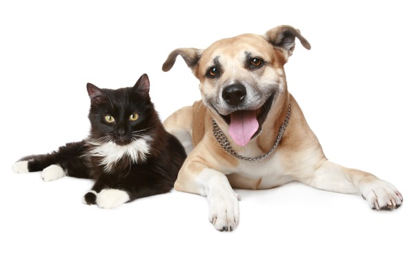 犬サプリ・猫サプリをお探しの方へ