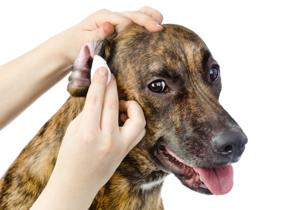 犬サプリ・猫サプリをお探しの方へ