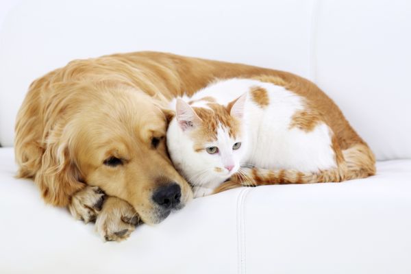 冬の食事は飼育環境でコントロールが必要
