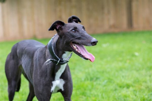 犬サプリ・猫サプリをお探しの方へ