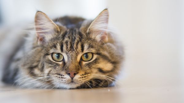 犬サプリ・猫サプリをお探しの方へ
