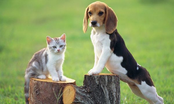 犬サプリ・猫サプリをお探しの方へ