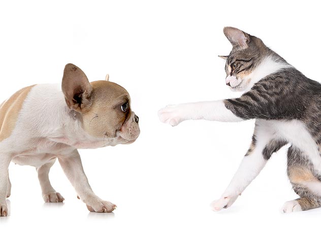 犬サプリ・猫サプリをお探しの方へ