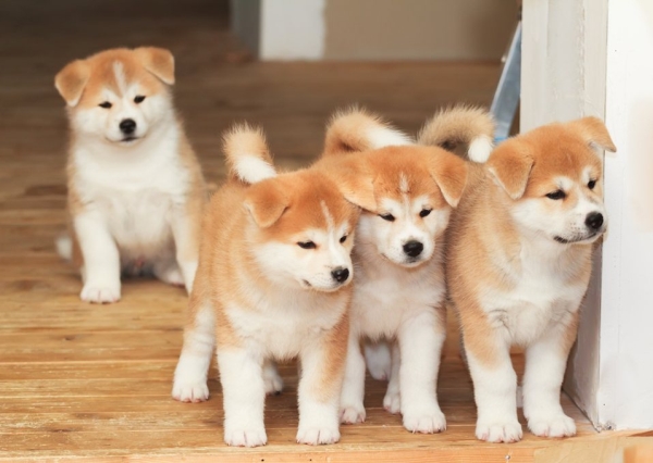 犬サプリ・猫サプリをお探しの方へ