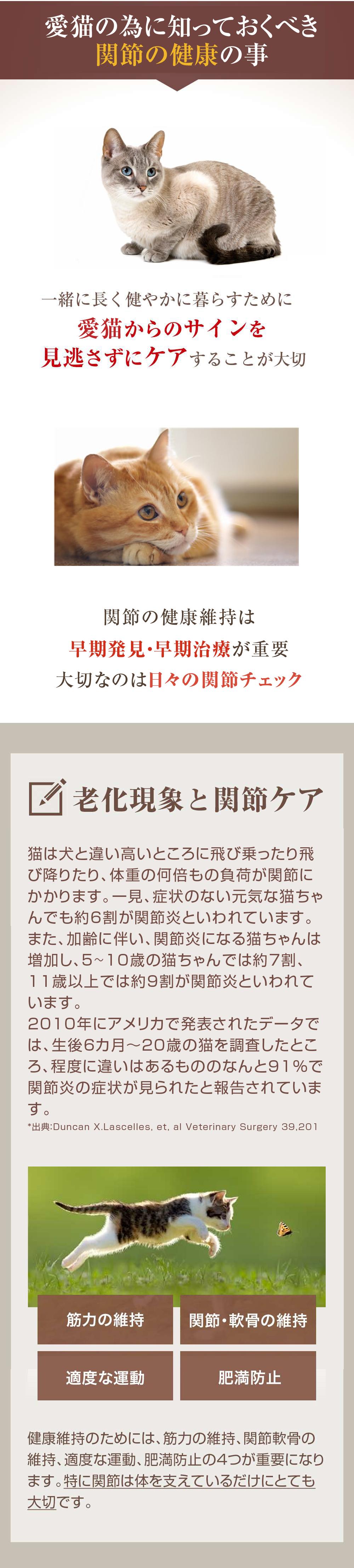 愛猫のために知っておくべき健康のこと