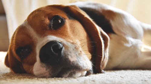 犬の慢性腎不全、症状と治療法、病気との向き合い方とは？