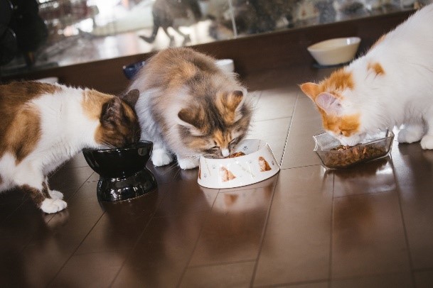 実はネコさんが食べないのは食器に原因があった？！