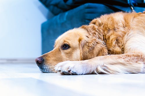 犬の急性膵炎について