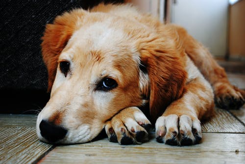 犬の痴呆とは？予防や症状、環境の整え方