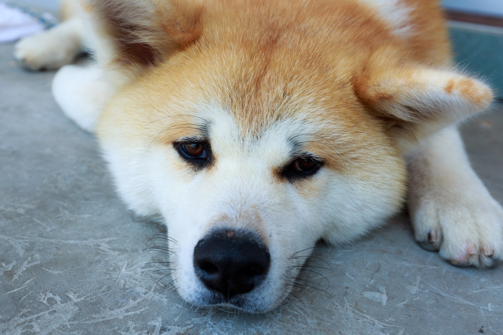 犬の急性膵炎について
