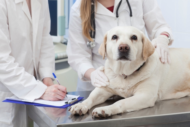 犬のてんかんとは？症状や原因、診断や治療方法について