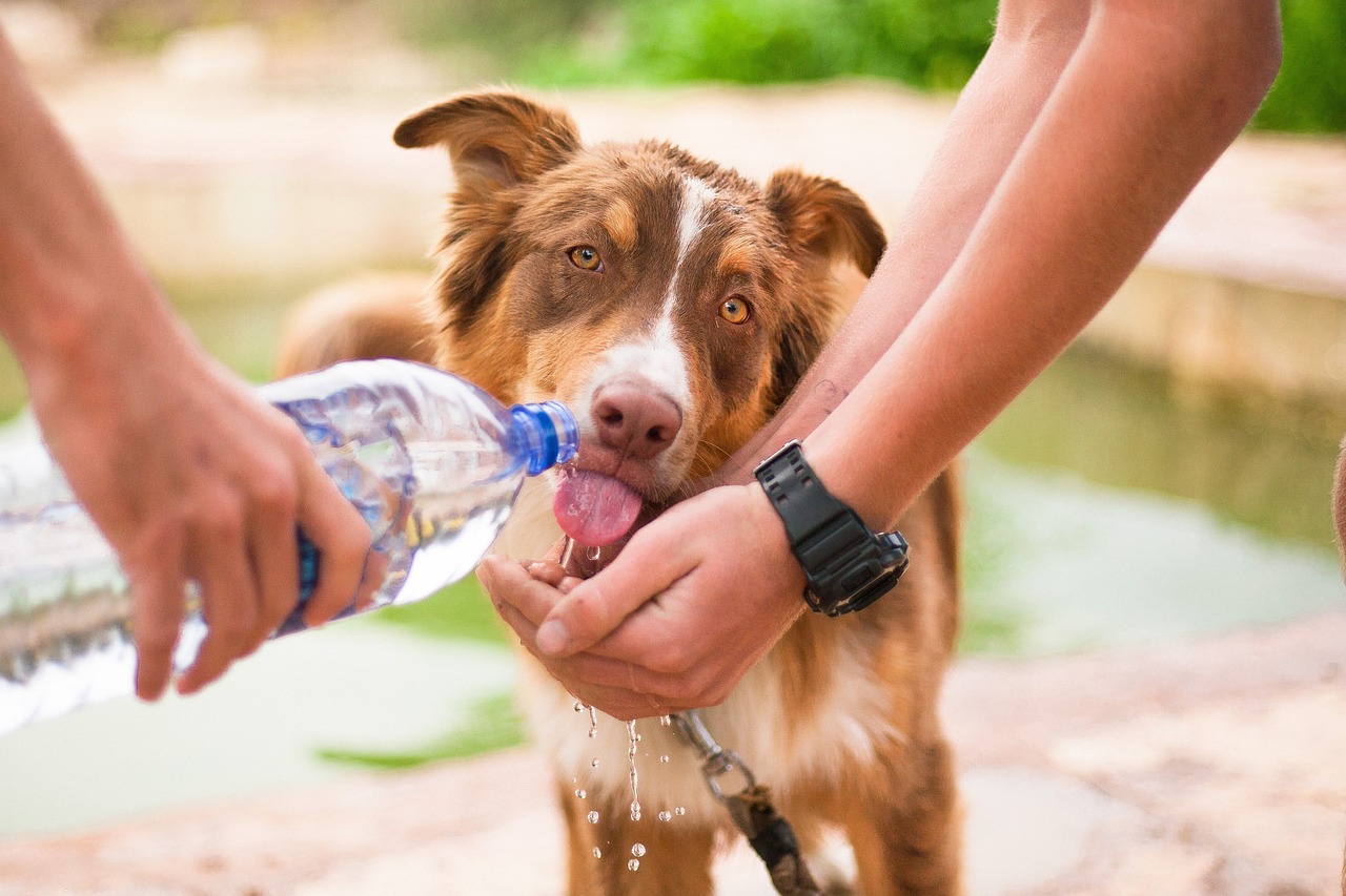 愛犬は水分摂取していますか？〜気づかないと危険な隠れ脱水症状〜