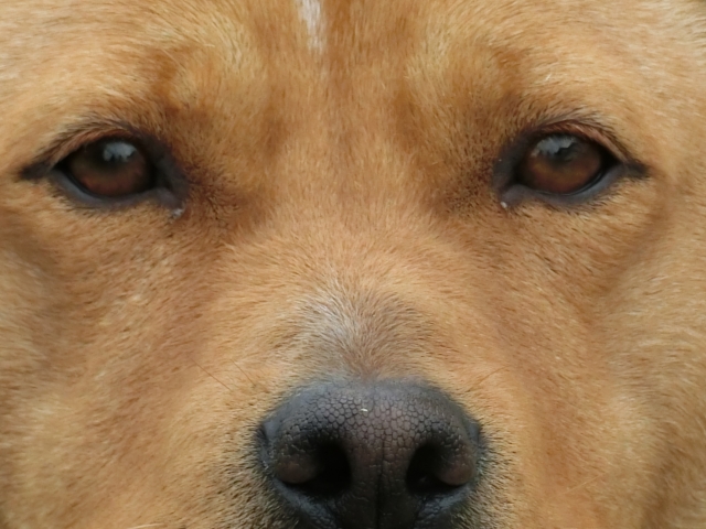 あなたの愛犬の目は何色？目の様子で分かる病気もある！