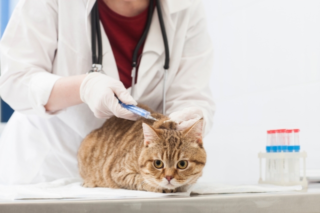 知っておきたい猫のワクチンの話
