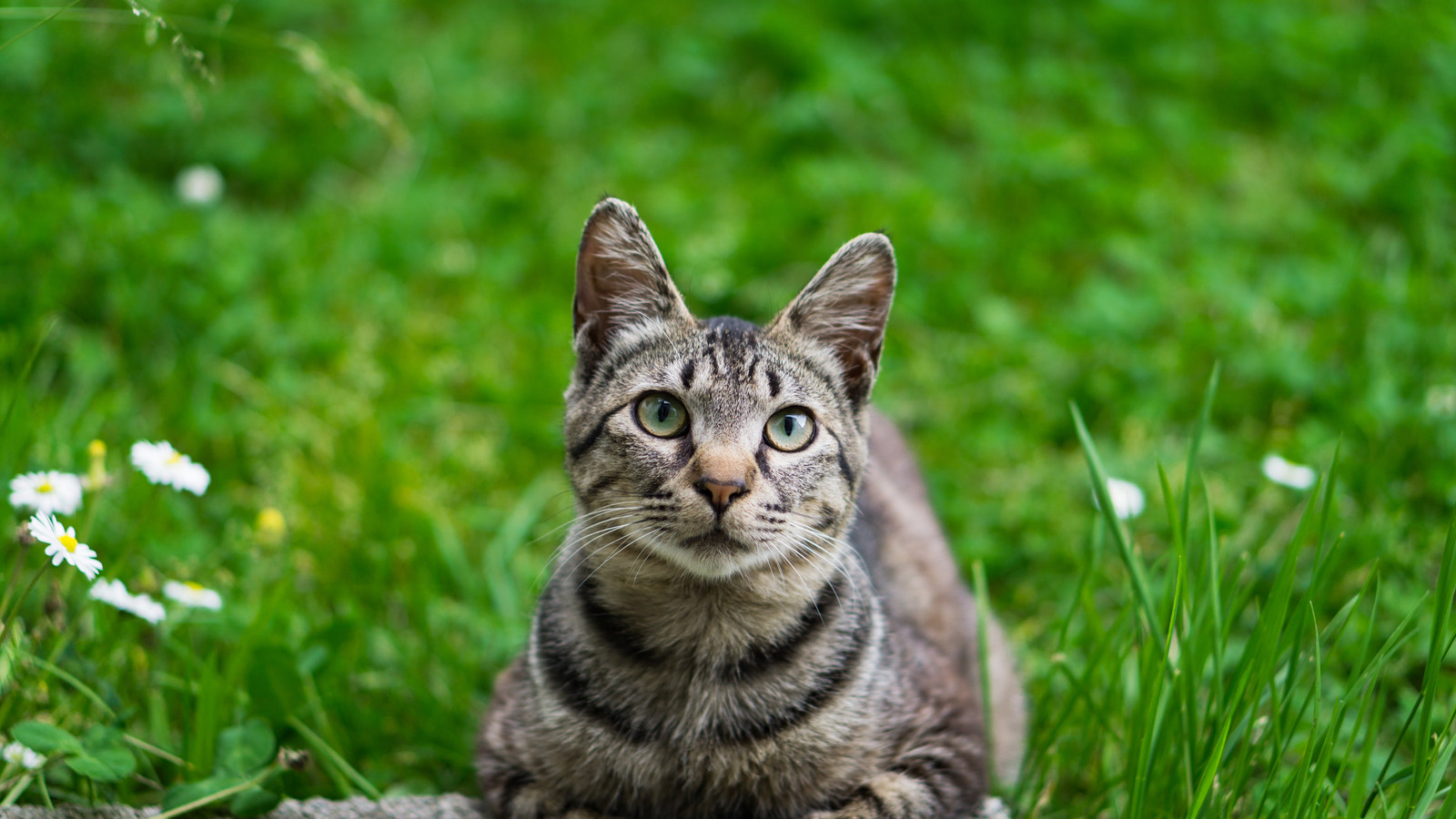 猫にとってアロマオイルは中毒を起こす危険な香り？