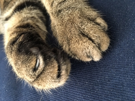 猫の爪とぎ：なぜ爪をとぐの？しつけ方や便利なグッズもご紹介！