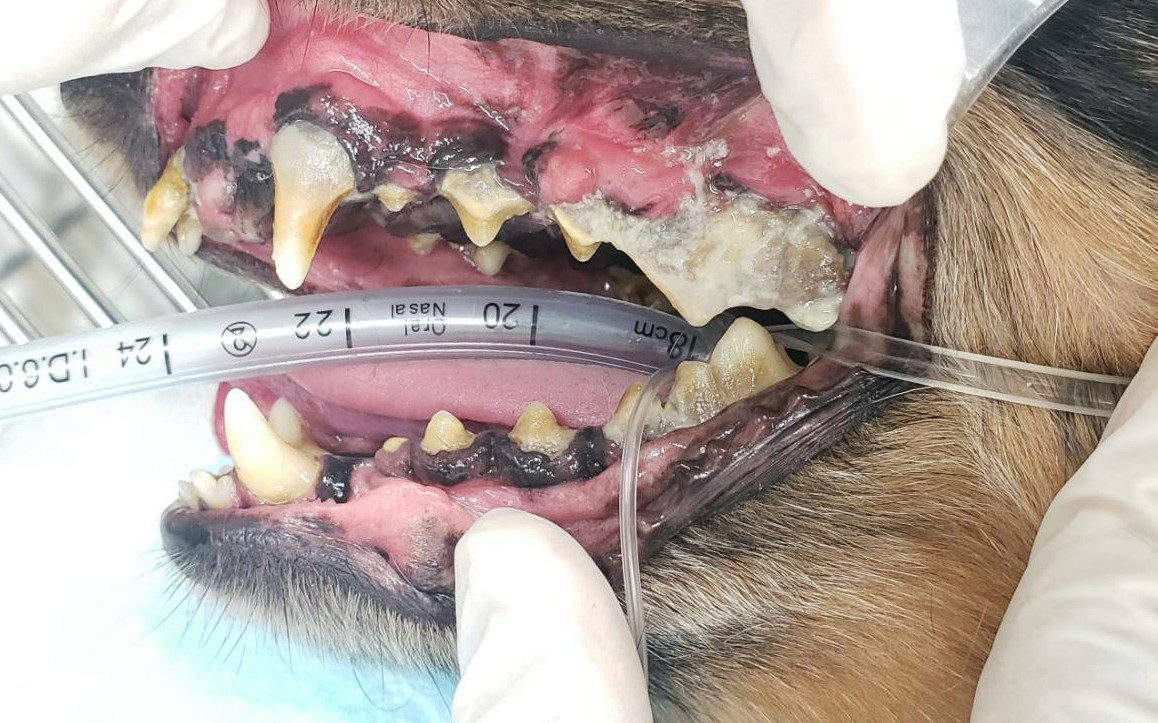 犬の歯周病の原因と治療について
