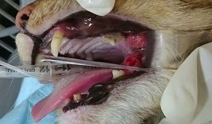 猫の口内炎の原因と治療について