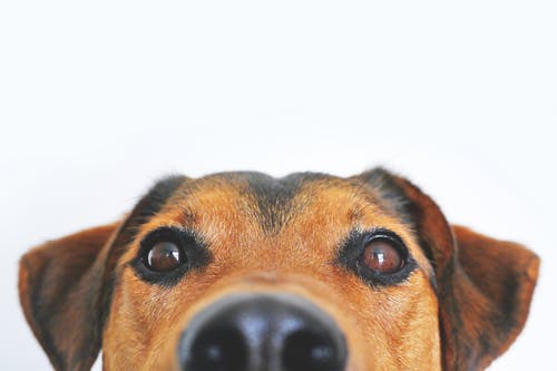 獣医師監修：愛犬の眼が白い？犬の白内障について知りたい！
