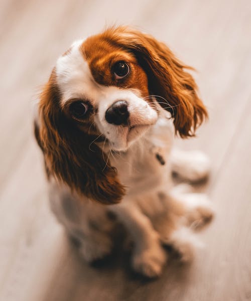 獣医師監修：愛犬の眼が白い？犬の白内障について知りたい！