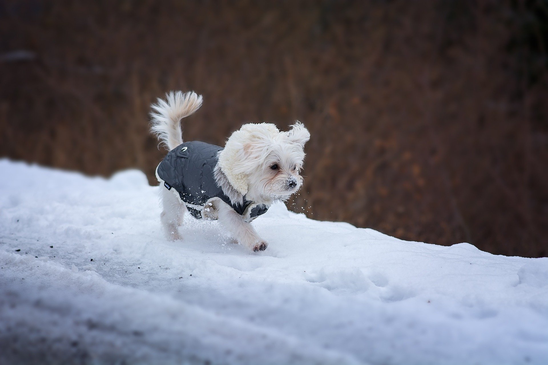 犬との楽しい雪遊び！おすすめの遊びと注意点