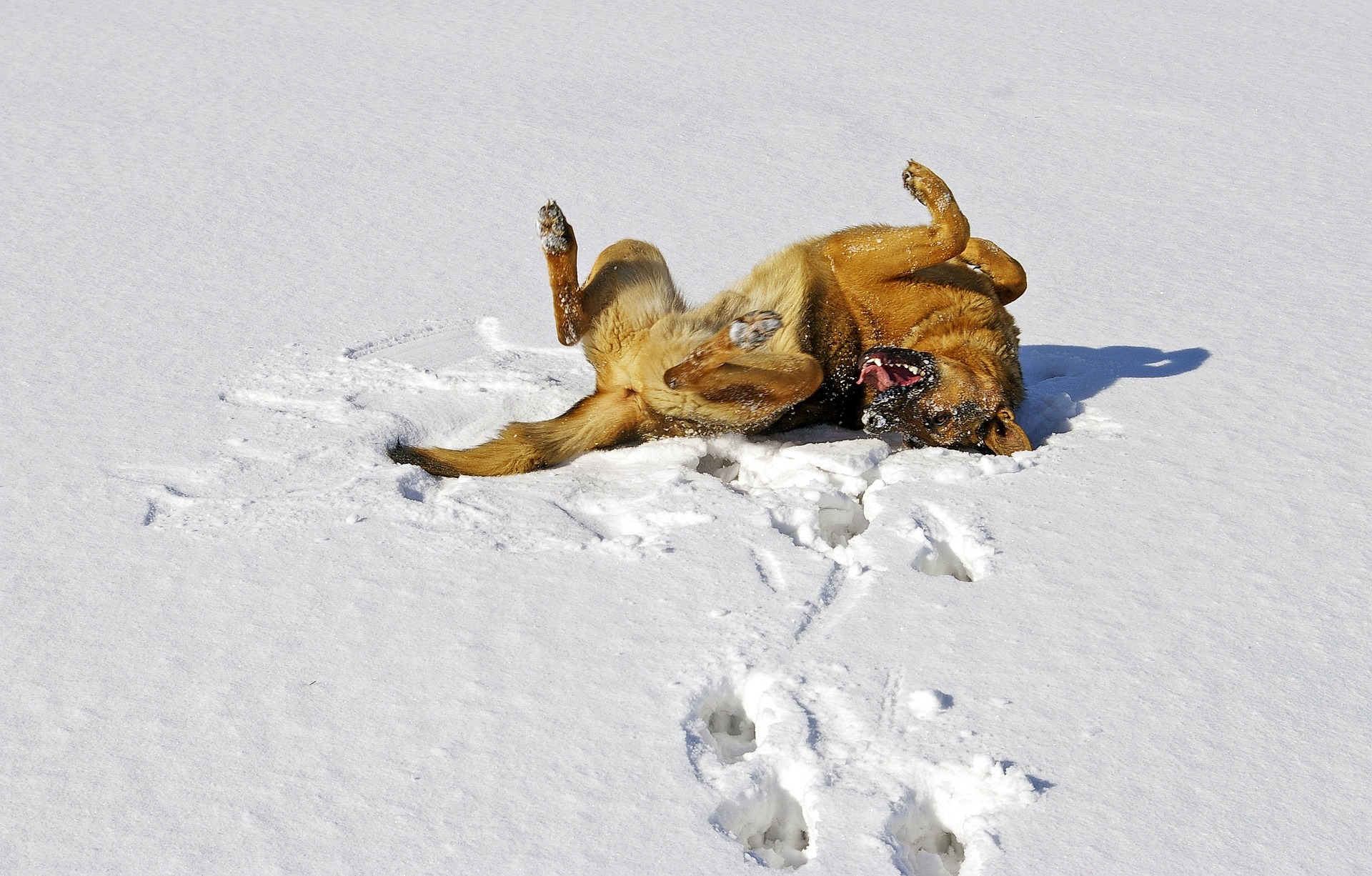 犬との楽しい雪遊び！おすすめの遊びと注意点