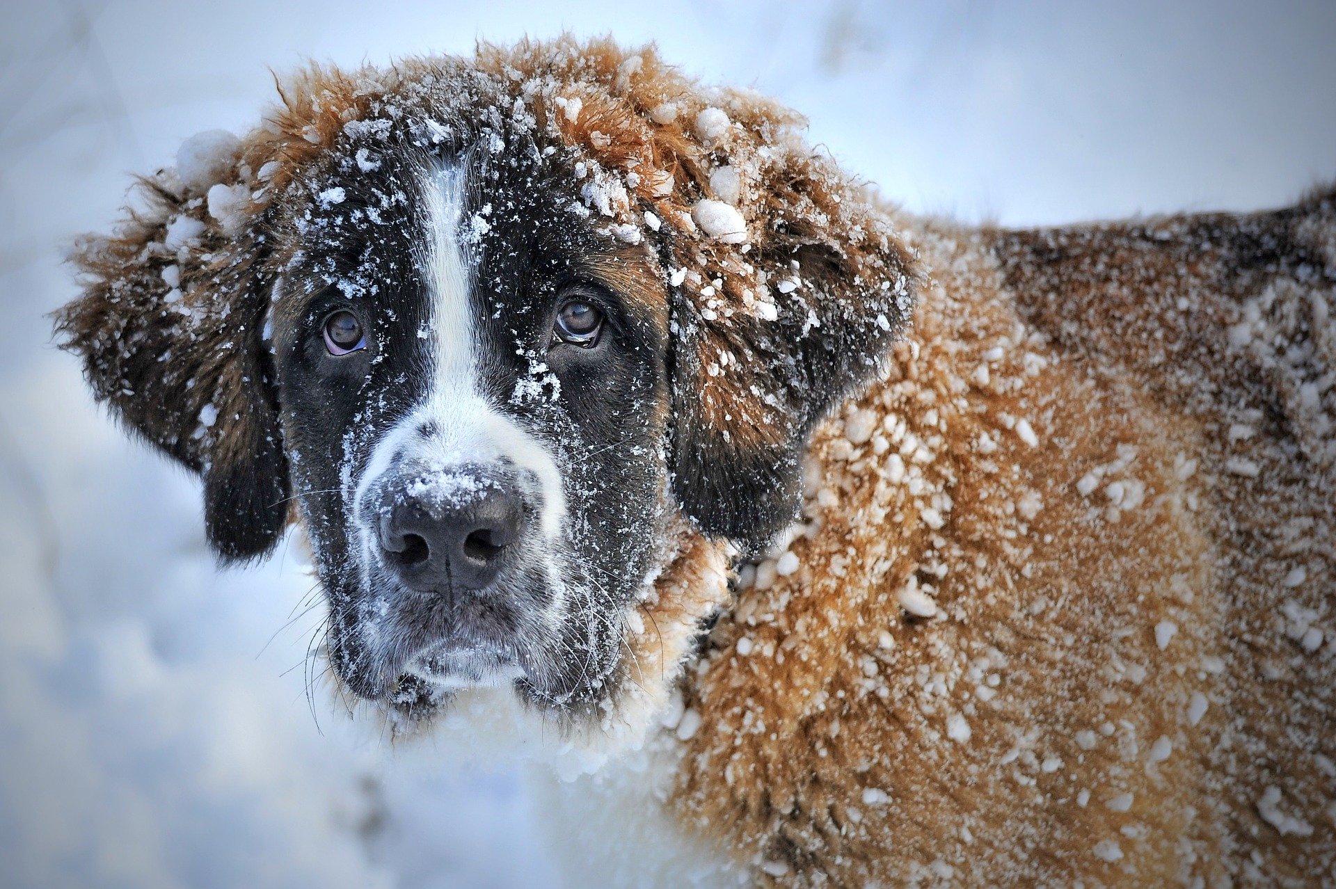 冬は要注意！乾燥が犬にもたらすダメージと対策法