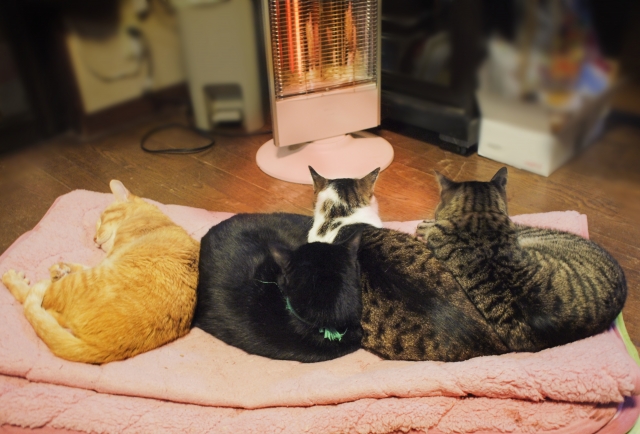 冬に多い猫の低温やけど。原因や症状、予防法を解説！