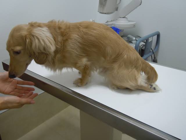 犬の椎間板ヘルニアにおける外科的処置