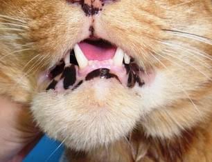猫の扁平上皮癌について