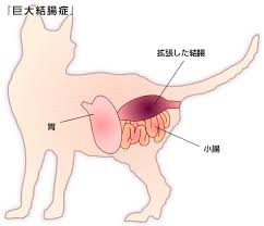 猫の巨大結腸症の診断と治療