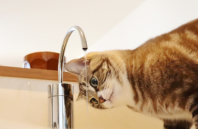 猫が水を飲まないのはなぜ？　猫に水を飲ませる7つのコツ