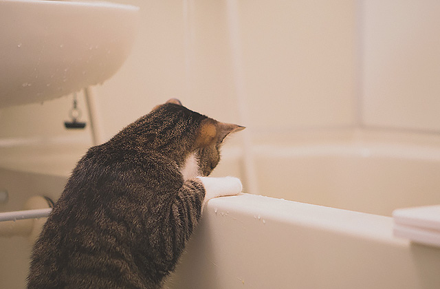 猫が水を飲まないのはなぜ？　猫に水を飲ませる7つのコツ