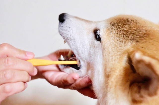 愛犬の歯磨きを習慣に！３つのメリットと歯磨きグッズの使い方！