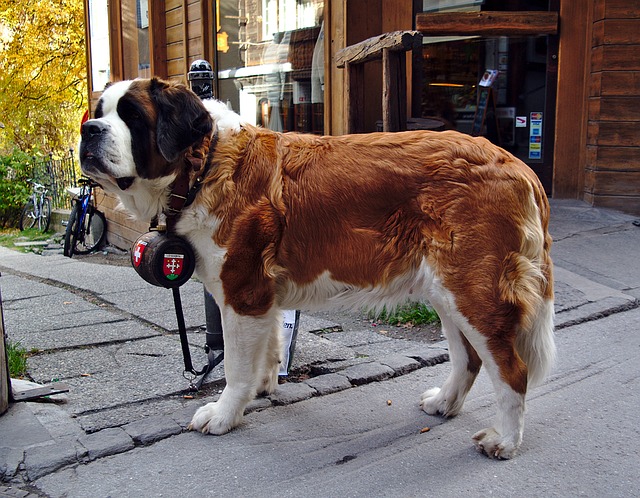 大型犬には毎日散歩が必要？散歩の意味や必要な回数など紹介