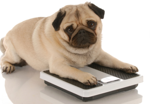 犬の肥満とは?!知らないと危ない！減量するにはどうしたらいい?