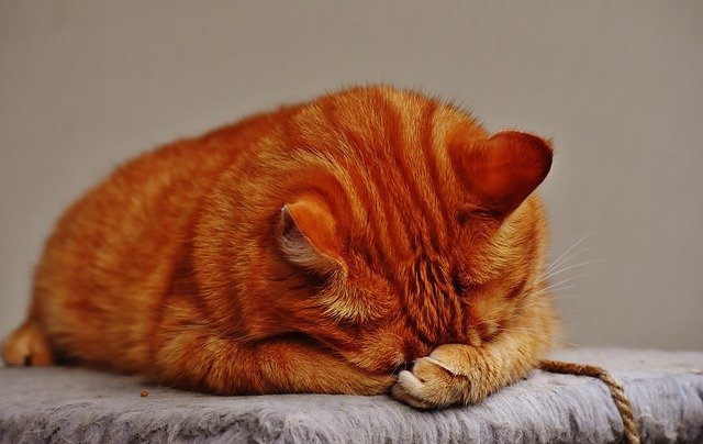 猫の流涙症について知りましょう。大きな病気のサインかも？