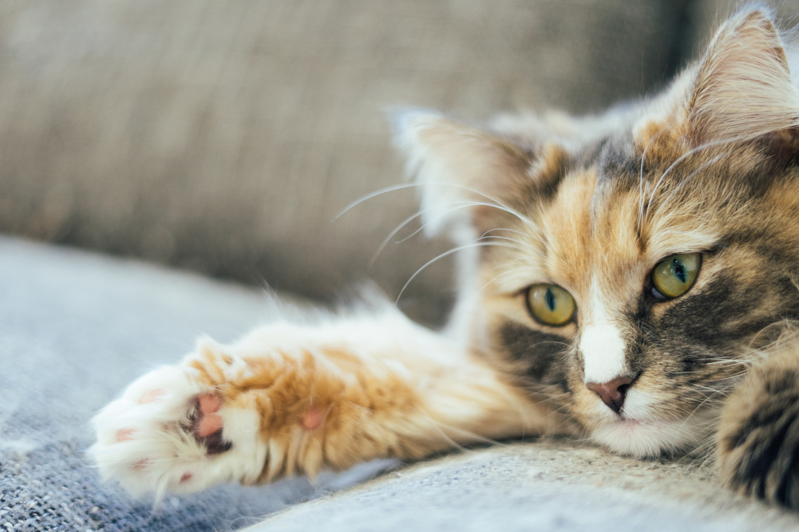 猫の肉球トラブル│原因とその症状から対処法までご紹介